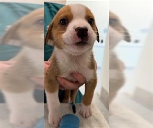 Medium Photo #2 Labrador Retriever Puppy For Sale in Houston, TX, USA