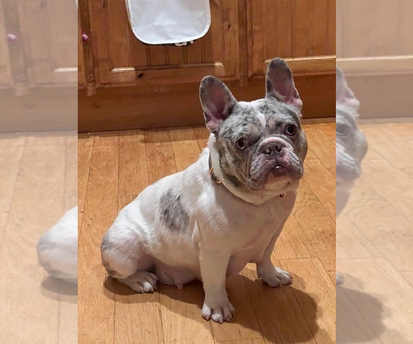 Medium Photo #1 French Bulldog Puppy For Sale in SAN JUAN BAUTISTA, CA, USA