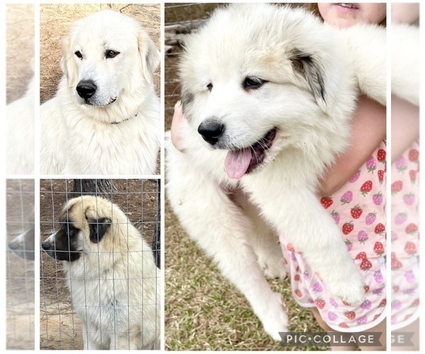 Medium Photo #1 Anatolian Pyrenees Puppy For Sale in SEALE, AL, USA