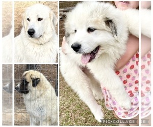 Anatolian Pyrenees Puppy for sale in SEALE, AL, USA