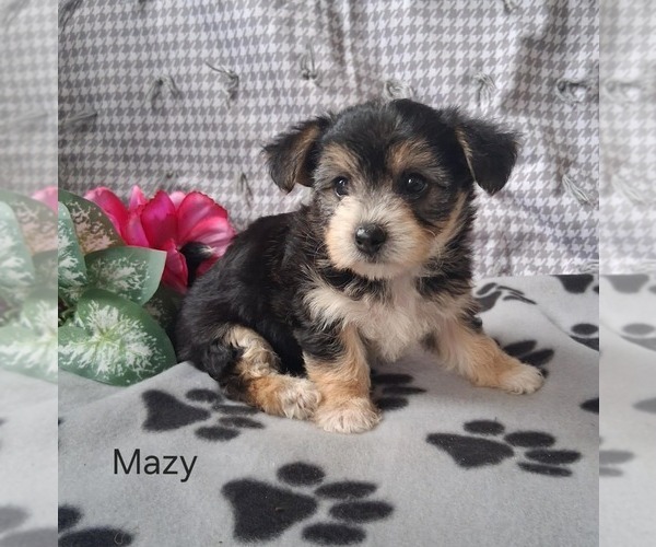 Medium Photo #3 Yo-Chon Puppy For Sale in MOUNT PLEASANT, MI, USA