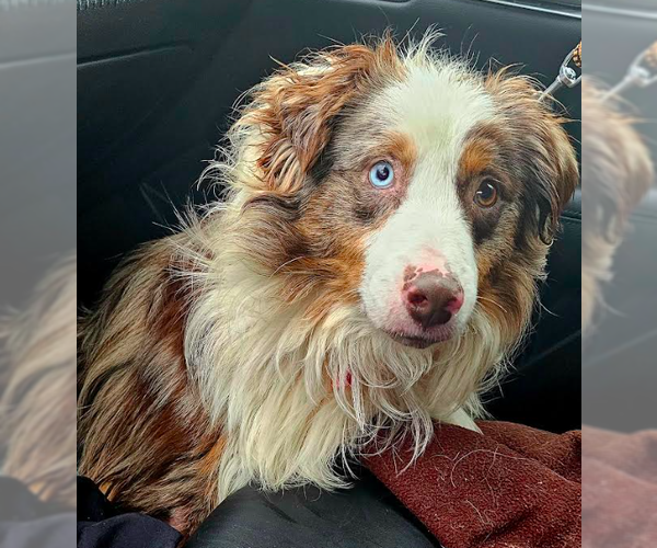 Medium Photo #2 Australian Shepherd Puppy For Sale in Brooklyn Center, MN, USA