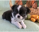Image preview for Ad Listing. Nickname: AKC Rosalinda
