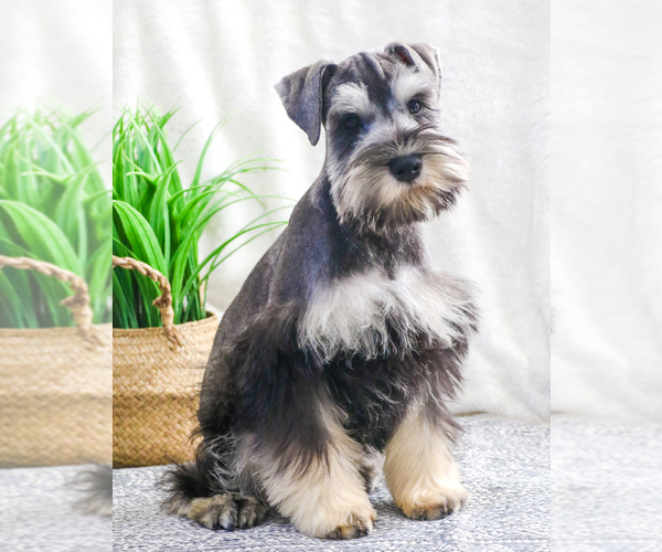 Medium Photo #6 Schnauzer (Miniature) Puppy For Sale in SYRACUSE, IN, USA