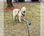 Small #6 German Shepherd Dog