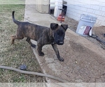Small #2 Belgian Malinois-Dutch Shepherd Dog Mix