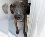 Small Labrador Retriever