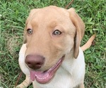 Small Photo #2 Labrador Retriever Puppy For Sale in SPOTSYLVANIA, VA, USA