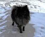 Small Photo #1 Pomeranian Puppy For Sale in OWEN, WI, USA