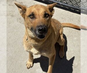 German Shepherd Dog-Unknown Mix Dogs for adoption in Tulsa, OK, USA