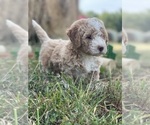 Puppy Puppy 4 Bernedoodle (Miniature)