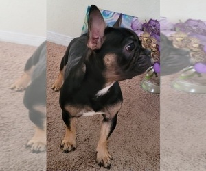 French Bulldog Puppy for sale in TALLAHASSEE, FL, USA
