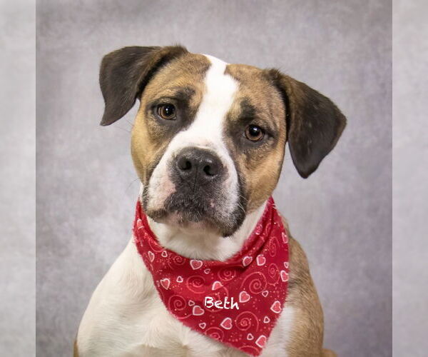 Medium Photo #4 Boxer-Unknown Mix Puppy For Sale in Hot Springs Village, AR, USA