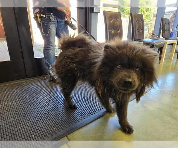 Medium Photo #1 Chow Chow Puppy For Sale in Redwood City, CA, USA