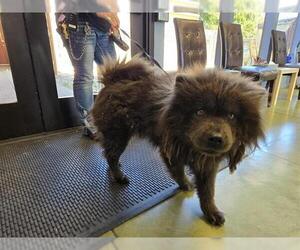 Chow Chow Dogs for adoption in Redwood City, CA, USA