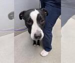 Small Mutt