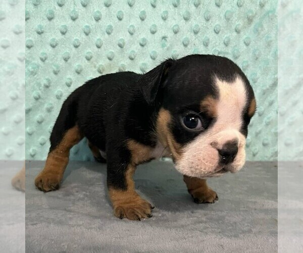 Medium Photo #1 Bulldog Puppy For Sale in ARTHUR, IL, USA