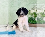 Small #2 Bernedoodle (Miniature)