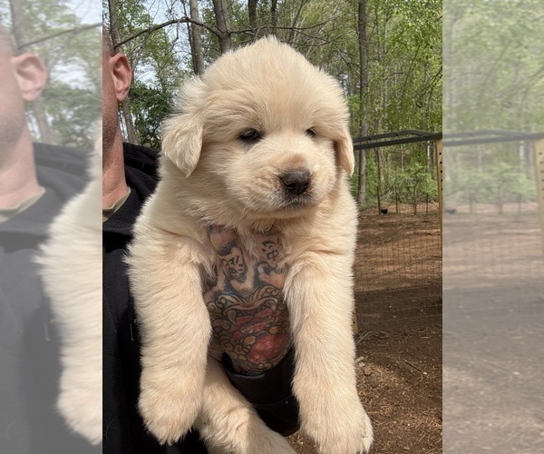 Medium Photo #4 Great Pyrenees Puppy For Sale in NEWTON, NC, USA