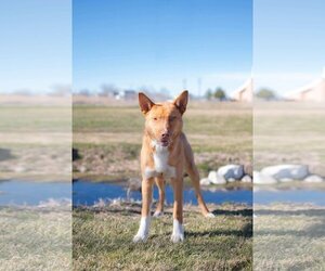 Collie-Unknown Mix Dogs for adoption in Sandy, UT, USA