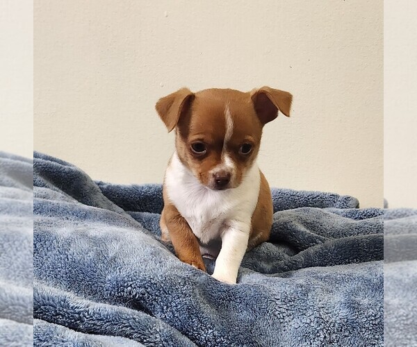 Medium Photo #17 Chihuahua Puppy For Sale in RUSTBURG, VA, USA