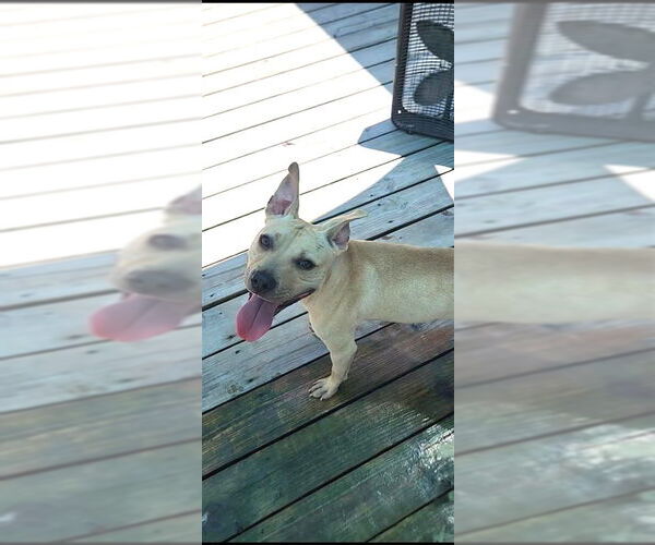 Medium Photo #25 American Pit Bull Terrier Puppy For Sale in Murfreesboro, NC, USA