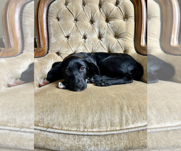 Medium Photo #5 Labrador Retriever-Unknown Mix Puppy For Sale in Brewster, NY, USA