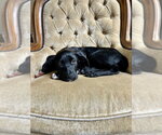 Small #4 Labrador Retriever Mix
