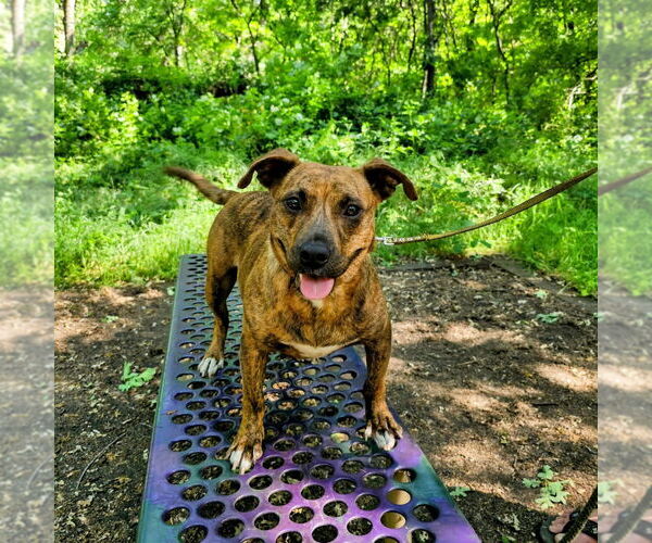 Medium Photo #1 American Staffordshire Terrier-Basset Hound Mix Puppy For Sale in Chico, CA, USA