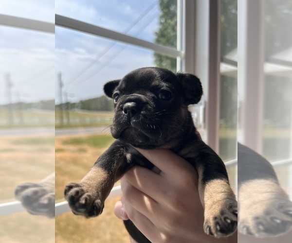 Medium Photo #2 French Bulldog Puppy For Sale in HUDSONVILLE, MI, USA