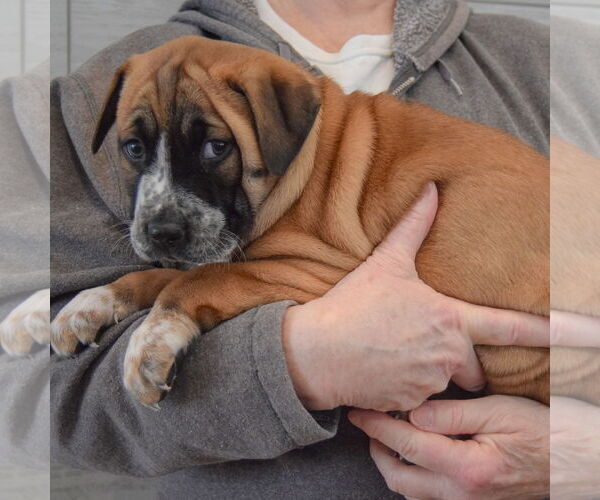 Medium Photo #3 Boxer-Colonial Cocker Spaniel Mix Puppy For Sale in Huntley, IL, USA