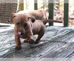 Small Photo #4 Dachshund Puppy For Sale in AUSTELL, GA, USA
