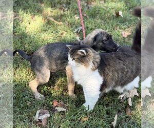 AERI - Female Mutt Dog for Adoption - Photo #2