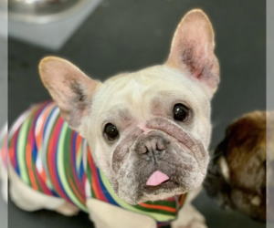 French Bulldog Dogs for adoption in San Ramon, CA, USA