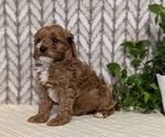 Small Photo #20 Cavapoo (Miniature) Puppy For Sale in GOSHEN, IN, USA