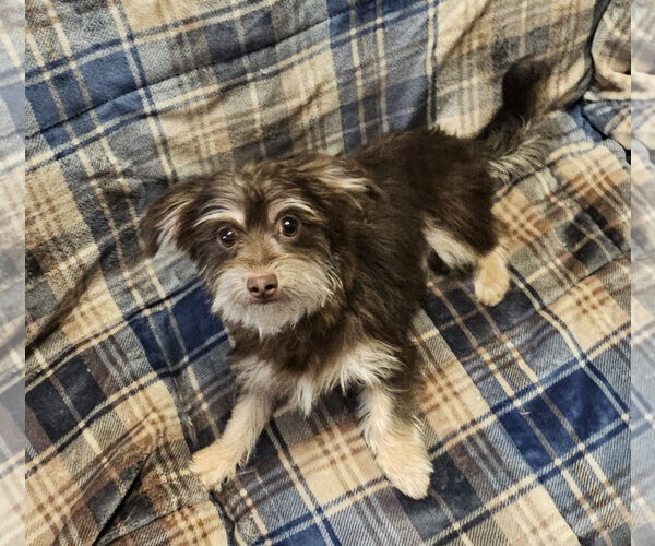 Medium Photo #2 ShiChi Puppy For Sale in Oakhurst, NJ, USA