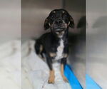 Small #1 Chihuahua Mix