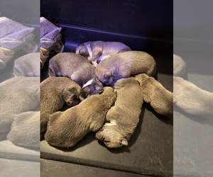 American Pit Bull Terrier-Siberian Husky Mix Litter for sale in BEDFORD, NH, USA
