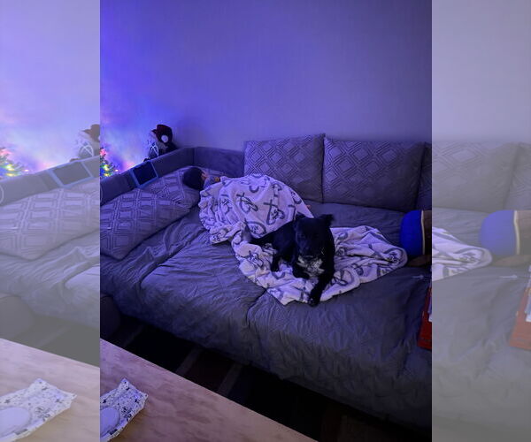 Medium Photo #5 Mutt Puppy For Sale in Fenton, MO, USA