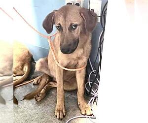 Labrador Retriever Dogs for adoption in Houston, TX, USA