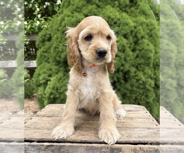 Medium Photo #5 Cocker Spaniel Puppy For Sale in MIDDLEBURY, IN, USA