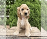 Small #4 Cocker Spaniel