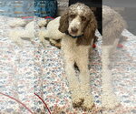 Small Poodle (Standard)