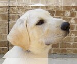 Small Photo #5 Labrador Retriever Puppy For Sale in PLANO, TX, USA