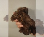Small #2 Shih Tzu