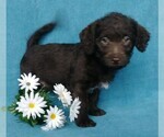 Small Photo #7 Labradoodle Puppy For Sale in FREDERICKSBG, OH, USA