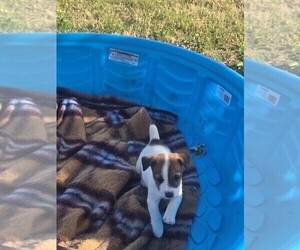 Jack Russell Terrier Puppy for sale in FAYETTEVILLE, NC, USA