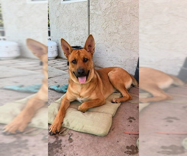 Medium Photo #3 Mutt Puppy For Sale in Lake Forest, CA, USA