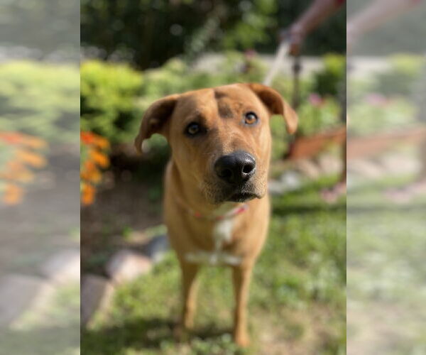 Medium Photo #2 Labrador Retriever-Rhodesian Ridgeback Mix Puppy For Sale in Techny, IL, USA