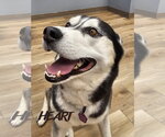 Small #1 Siberian Husky